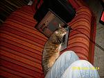 mitglieder/filliz/alben/computerkatze-album2/dsci0094-bild92.jpg