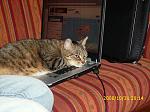 mitglieder/filliz/alben/computerkatze-album2/dsci0096-bild93.jpg