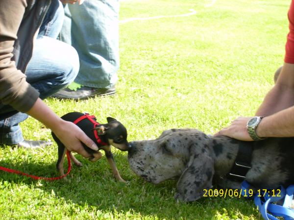 Das Bild zeigt Asterix (Dogge mit 16 Wochen) und Cleo (eine Pinscher-Art mit 11 Wochen). 
Asterix hatte zu diesem Zeitpunkt ca. 20 Kg, Cleo noch nicht einmal 1 Kg.